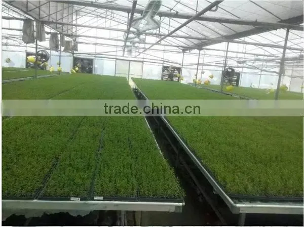 Newest Top Quality Hydroponic Rice Seedling Tray photo-6