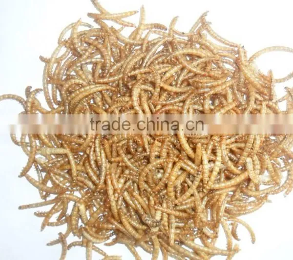 Bird Food Dried Crickets // Dried Mealworms // Grasshopper photo-2