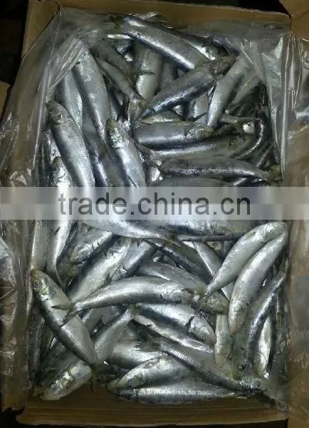 Sardine Varieties photo-2