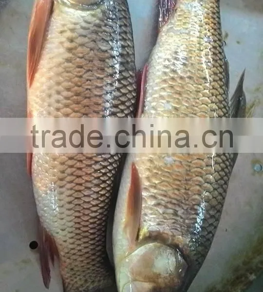 Rohu Fish/ Ruhu Fish/ Roho Labeo/ Labeo Rohita