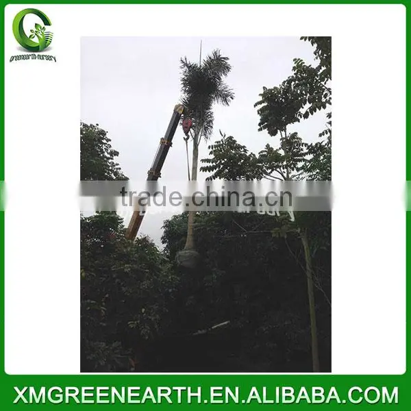 Wodyetia Bifurcata - Foxtail Palm (5) photo-2