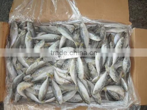 China Export Frozen Horse Mackerel Fish 160-200pcs photo-4