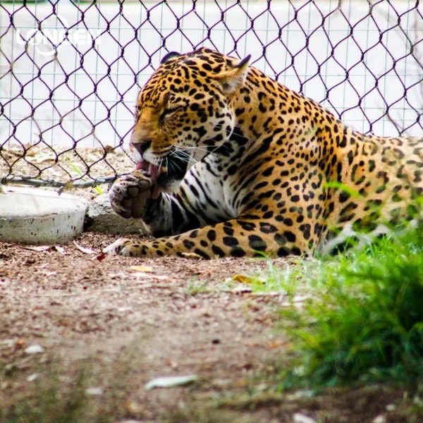 High Strength Stainless Steel Zoo Mesh for Tiger, Lion, Leopard, Monkey Enclosure Mesh Zoo Fence photo-3