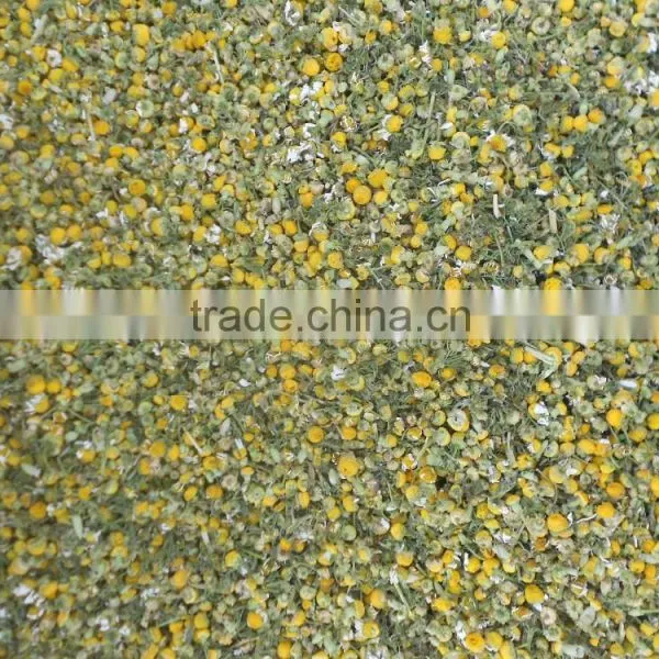 Mesh Belt Dryer for Chrysanthemum photo-4