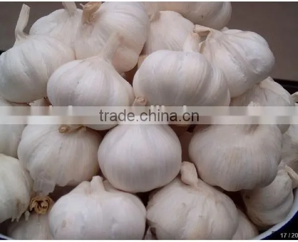 Pure White Garlic photo-5