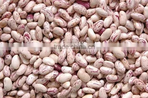we Are Supply Speckled Kidney Beans With Good Quality for Sale photo-3