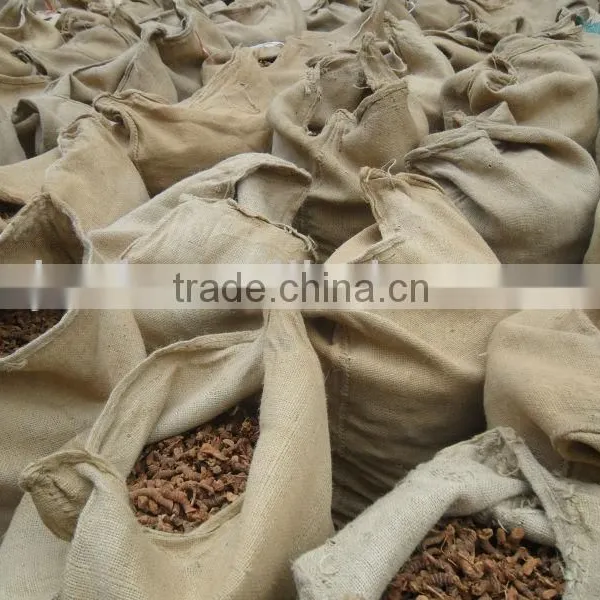 Galangal Root 766 photo-3