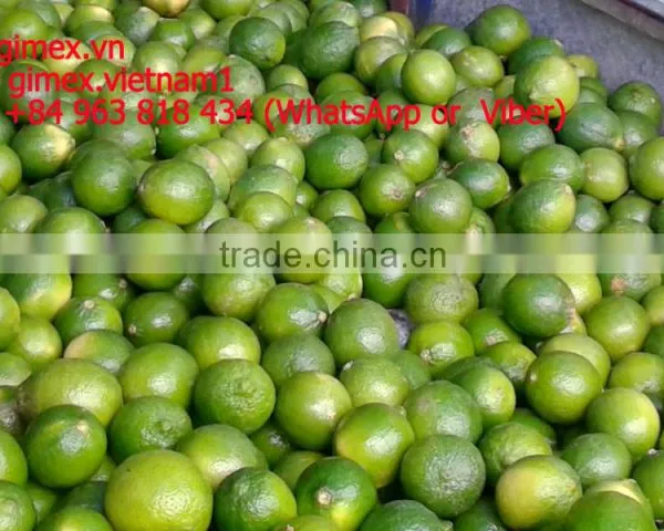 Fresh Lemon High Quality Seedless Gimex photo-2