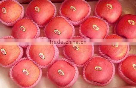 New Crop Fresh Fuji Apple photo-2