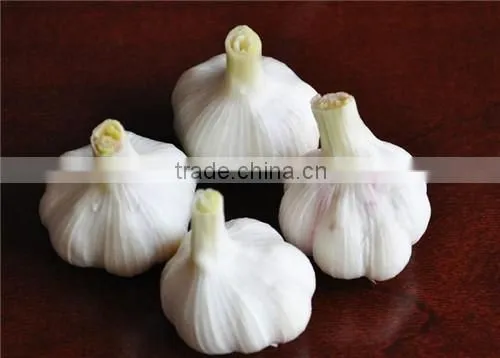 China Garlic Price 2016 photo-4