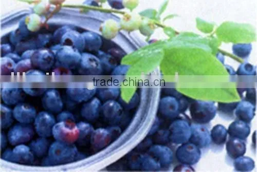 IQF Frozen Blueberries