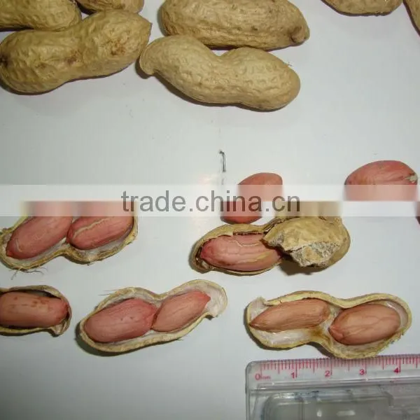 Peanut Inshell photo-2