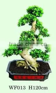 Bonsai Ficus