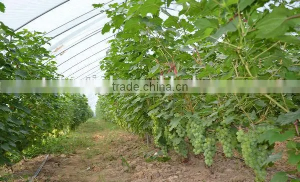 Coextruded PE Cover Film PE Greemhouse Film for Grape Greenhouse
