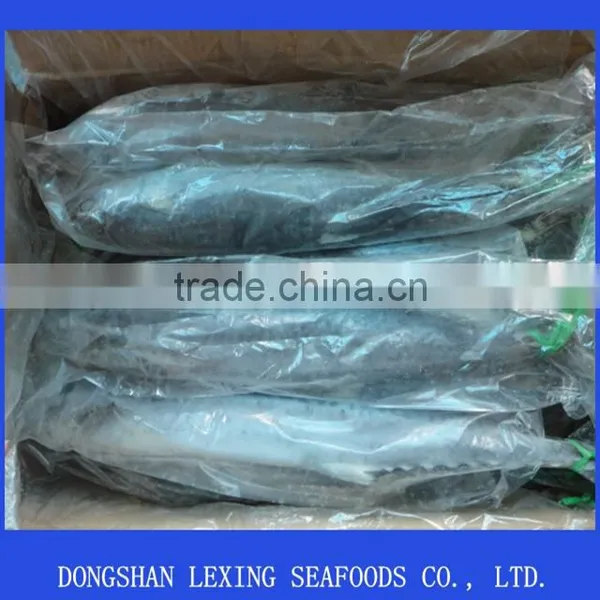Frozen Fresh Spanish Mackerel photo-2