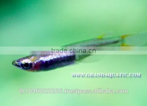 Rasbora Fish For Sale and Export photo-5