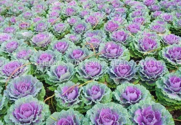 Heat Resistant f1 Hybrid Cabbage Seeds photo-4