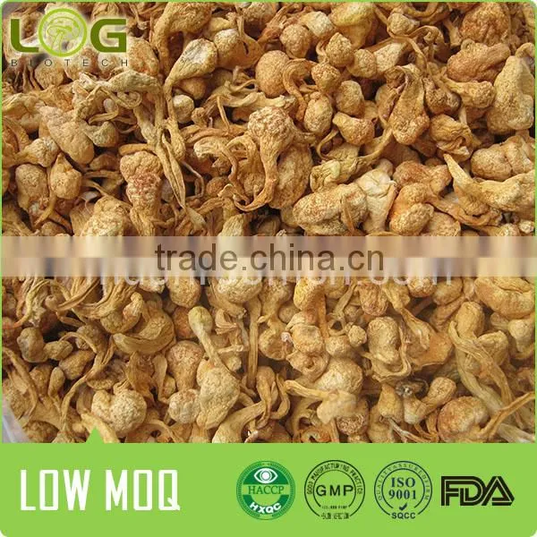 Chinese Dry Cordyceps Fungi Fruit Body photo-3