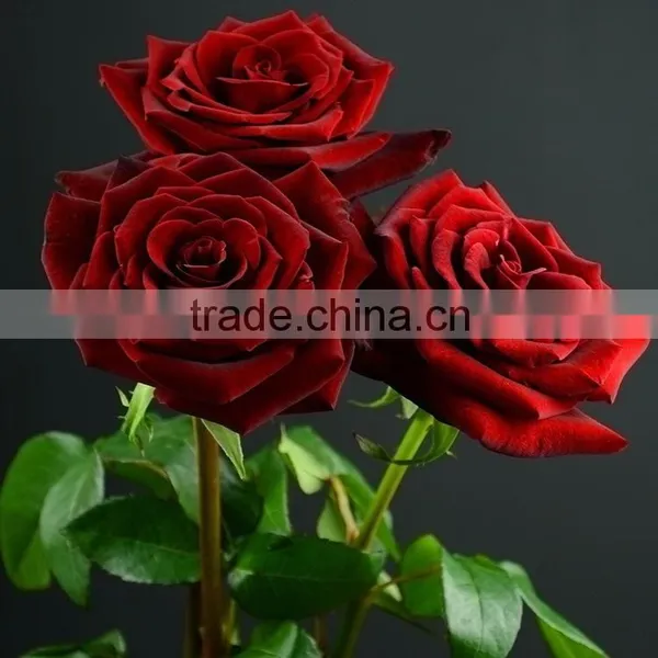 China Crazy Selling China Fresh Black Magic Rose Flower photo-3