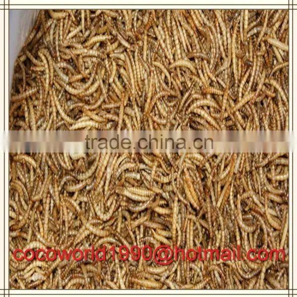 Dried Mealworms Good for Birds/dried Mealworms Good for Birds/dried Mealworms photo-3