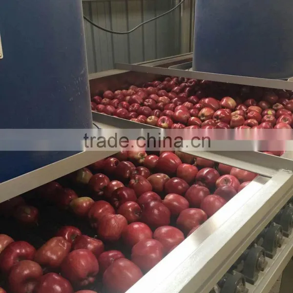 Fresh Huaniu Apple From Gansu Province Fresh Huaniu Apple photo-6