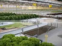 Korean Greenhouse photo-6