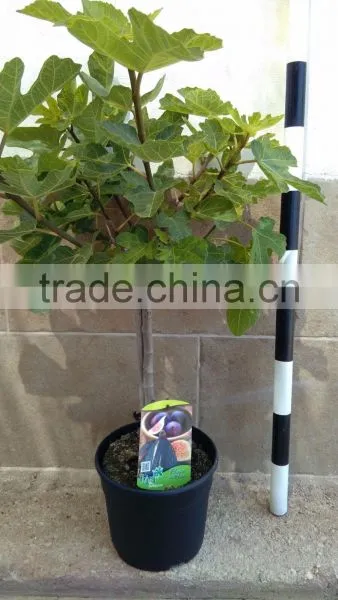 Ficus Carica "Mini Copa" photo-5