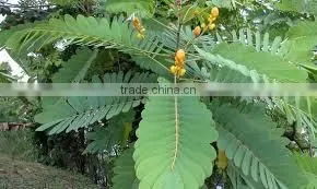 Senna Leaves