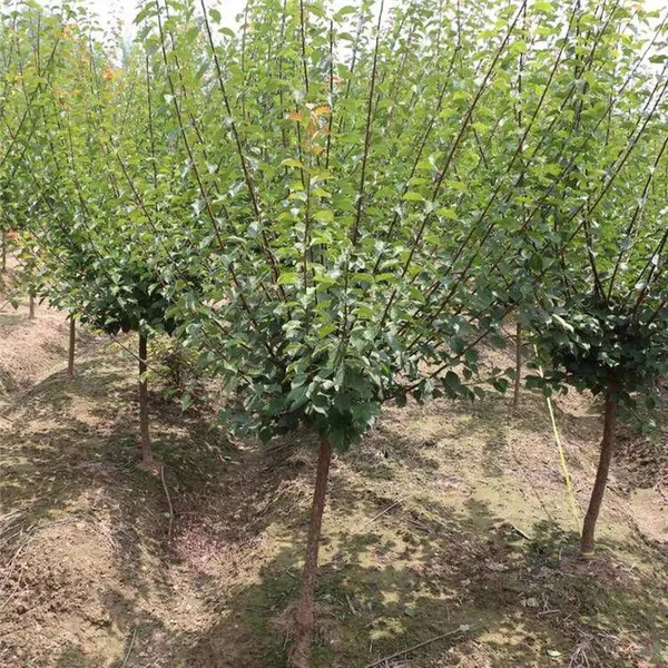 Red Plum With a Ground Diameter of 5 Cm, Cheap Price and High Survival Rate