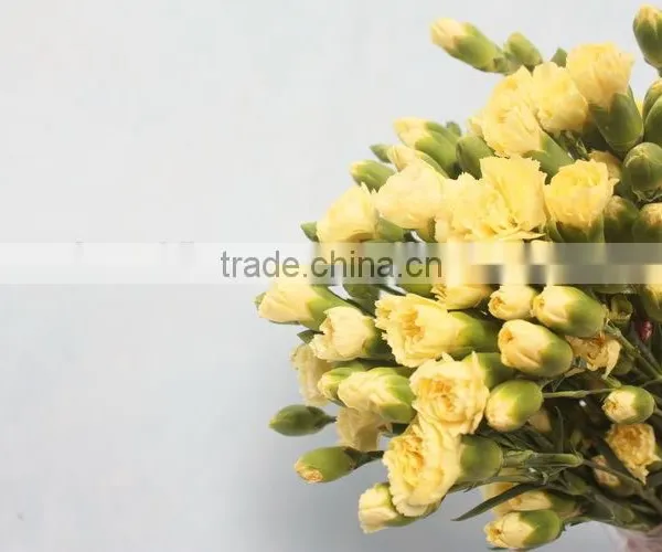 Colorful Hot Sale Flowers Carnation Wedding Flowers photo-2