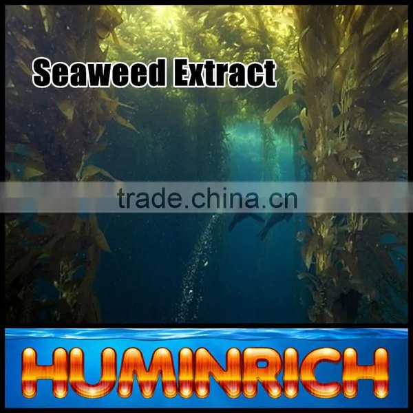 FAQ 19--Application Of Seaweed Extract Fertilizer On Vegetable photo-4