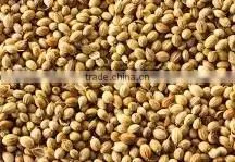 Coriander Seeds