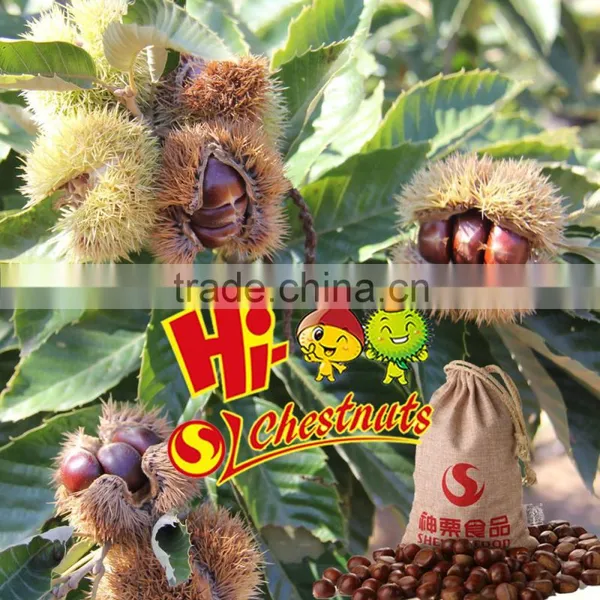 Hot Sale Hebei New Crop Fresh Chestnut Nuts photo-2