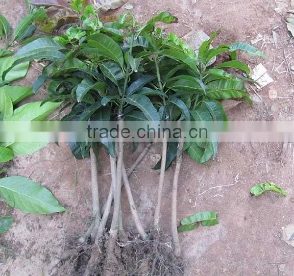 Mango Tree Seedling Mangifera Indica Tree Seedlings photo-4