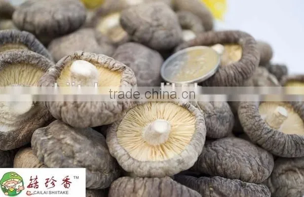 High Quality Dried Shiitake Mushroom, High Quality Shiitake Freeze Dried Shiitake Mushroom photo-3