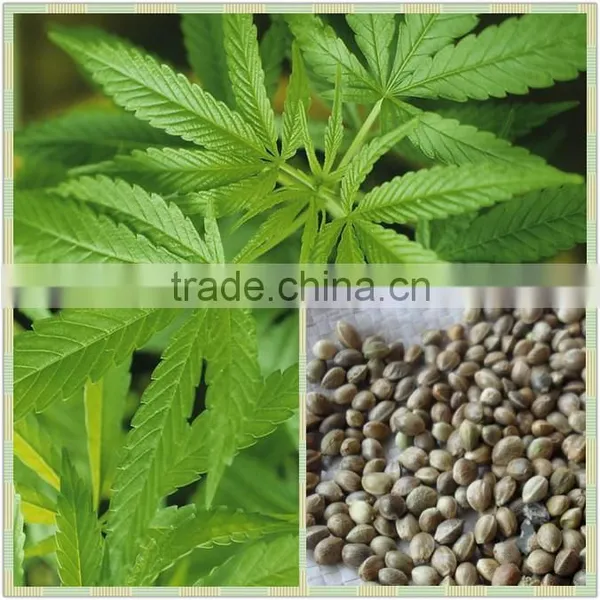 High Quality Organic Refined Hemp Seed Oil Wholesales Factory Price photo-6