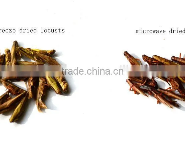 Freeze Dried Locusts Use for Pet Chicken Guinea Fowl and Blue Peacock and Mandarin Ducks photo-3
