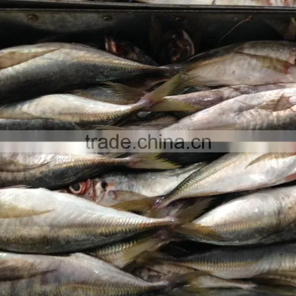 Frozen Horse Mackerel 25cm up Hot Sale photo-3