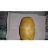 Potato
