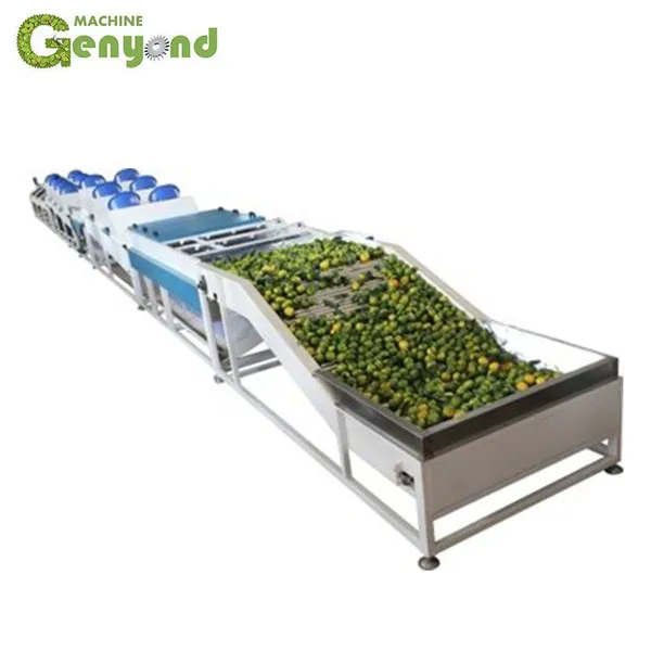 Orange/lemon Fruit Washing Waxing Drying Sorting Machinery/production Line photo-6