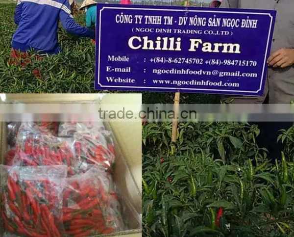 FRESH GREEN CHILLI WITH BEST PRICE ASND GOOD QUALITY photo-3