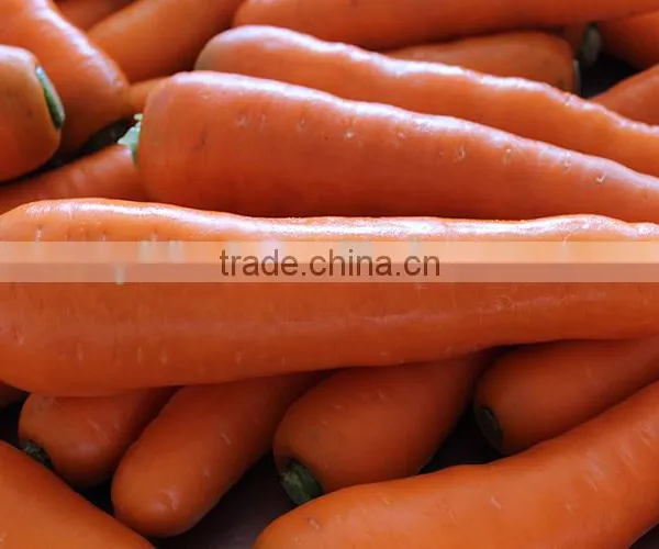 Carrot Price Carrot Farm Carrot Exporter 2016 Best Quality photo-5