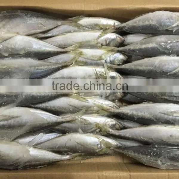 Frozen Horse Mackerel Whole Round/18cm+ for Market