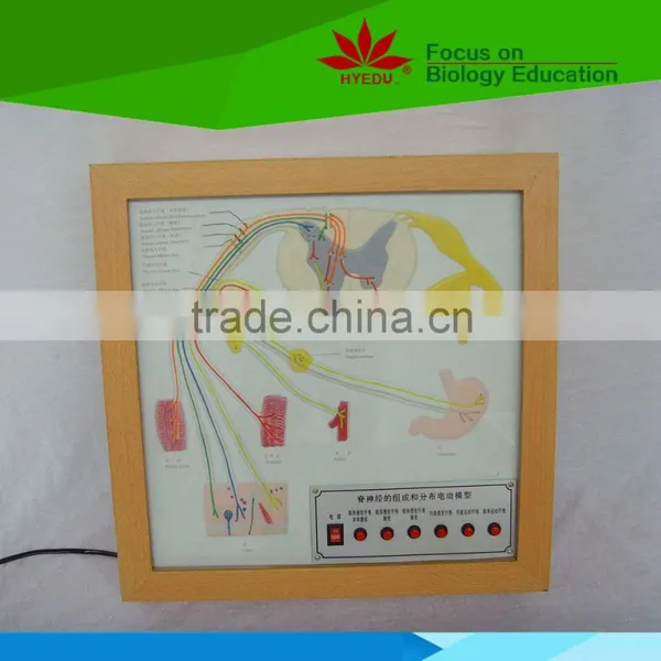 Low Priced Spinal Nerve's Composition and Distribution Electric Model