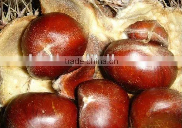 Chinese Fresh Chestnut in Shell With Mesh Bag Packing photo-2