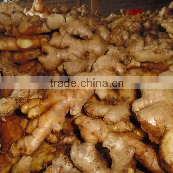 Ginger, Fresh Ginger, High Quality Viet Nam photo-3