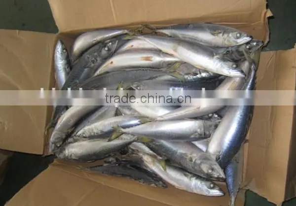 Frozen Pacific Mackerel WR Fish for Tuna Bait photo-2