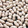 Peanut in Shell