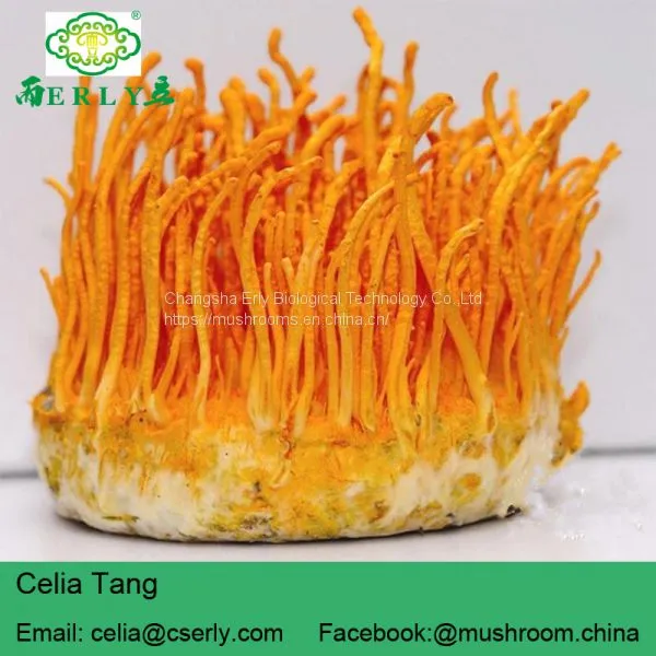 Herb Flower Dried Cordyceps photo-3