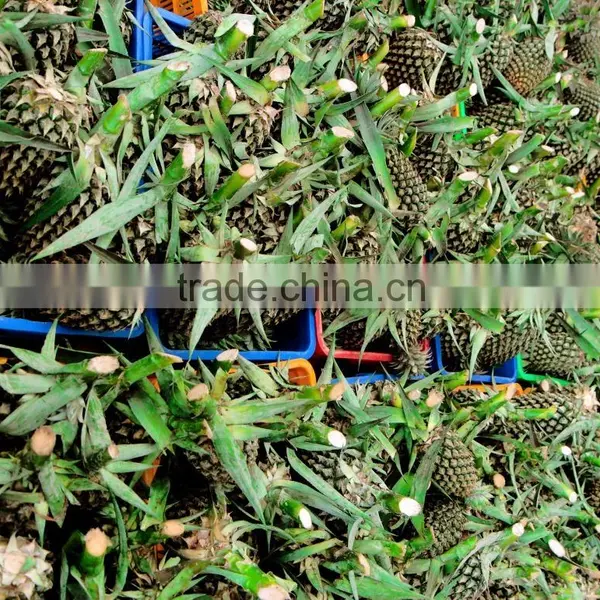 Vietnam Fresh Pineapple With High Quality photo-2